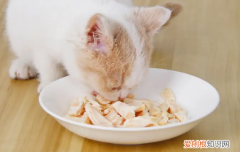 鸡胸肉隔夜能给猫吃吗 猫咪吃的鸡胸肉可以隔夜吗
