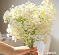 满天星花的花语是什么 满天星花怎么养护