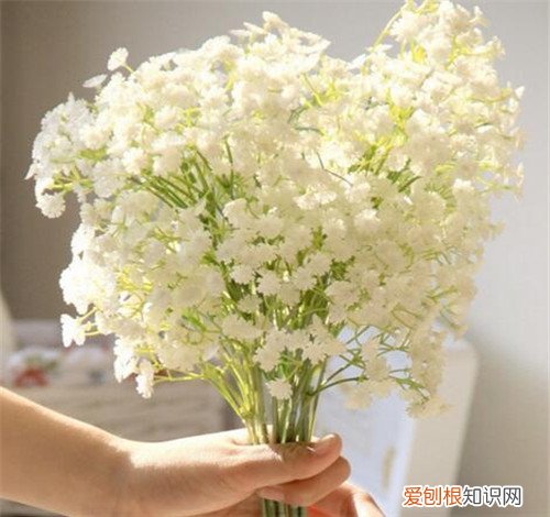 满天星花的花语是什么 满天星花怎么养护