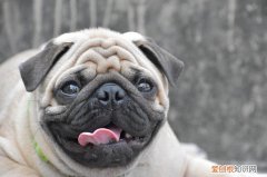 八哥和斗牛犬的区别图片 斗牛犬跟八哥的区别