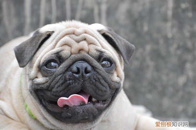 八哥和斗牛犬的区别图片 斗牛犬跟八哥的区别