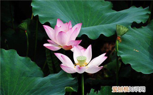 荷花象征意义有哪些荷花一般什么时候开
