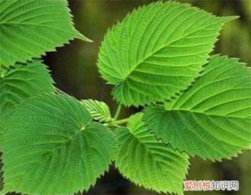 桑树的作用有哪些 桑树种植多久会结果