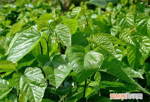 桑树的作用有哪些 桑树种植多久会结果