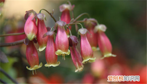 宫灯长寿花怎么养繁殖宫灯长寿花的技巧