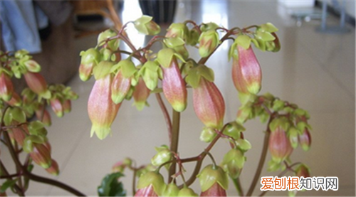 宫灯长寿花怎么养繁殖宫灯长寿花的技巧