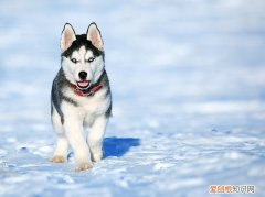 哈士奇到底傻不傻 哈士奇为什么傻乎乎的