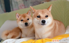 柴犬为什么喜欢攻击狗呢 柴犬为什么喜欢攻击狗