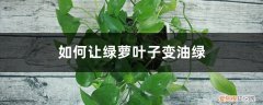 如何让绿萝叶子变油绿呢 如何让绿萝叶子变油绿