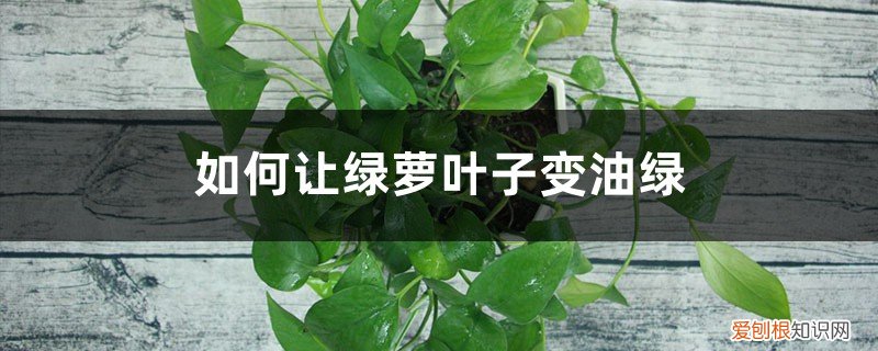 如何让绿萝叶子变油绿呢 如何让绿萝叶子变油绿