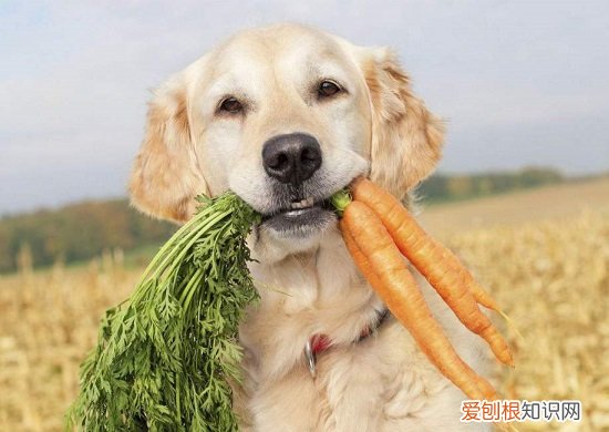 狗狗可以吃胡萝卜吗 狗狗是能吃胡萝卜