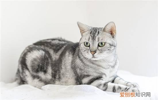 2个月小猫怎么喂养方法才胖 2个月小猫怎么喂养
