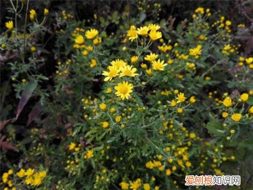 黄菊花的功效与作用有哪些 黄菊花的食用禁忌