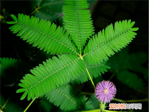 关于含羞草的资料 含羞草的用途有哪些