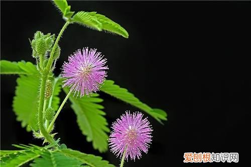 关于含羞草的资料 含羞草的用途有哪些