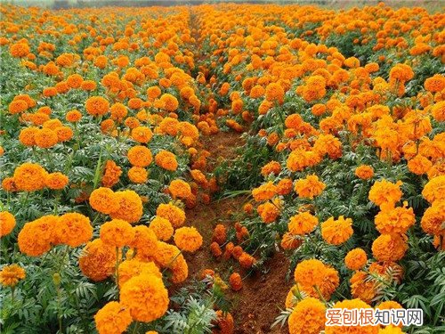 象征友谊的花是什么花 玫瑰花数量代表的含义