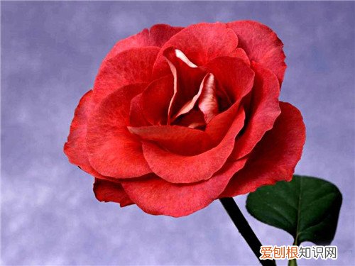 象征友谊的花是什么花 玫瑰花数量代表的含义