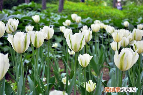 象征友谊的花是什么花 玫瑰花数量代表的含义