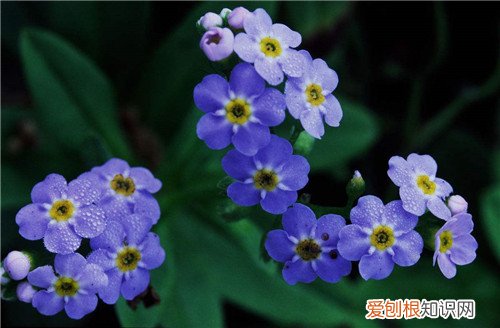 勿忘我的功效及其作用 勿忘我可以与什么植物搭配