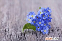 勿忘我的功效及其作用 勿忘我可以与什么植物搭配