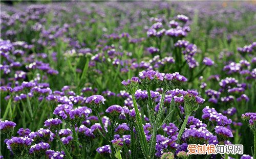 勿忘我的功效及其作用 勿忘我可以与什么植物搭配
