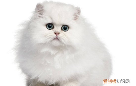 净梵加菲猫为什么贵 加菲猫为什么净梵的贵