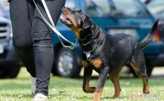 导盲犬都是什么品种的狗图片 导盲犬都是什么品种的狗
