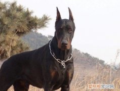 为什么养杜宾犬的人少 养杜宾犬人少的三大原因
