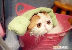 给猫洗澡用了人的洗发水 给猫咪用了人的洗发水怎么办