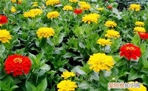 万寿菊的功效与作用有哪些 万寿菊能不能家养
