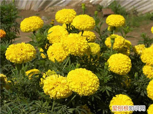 万寿菊的功效与作用有哪些 万寿菊能不能家养