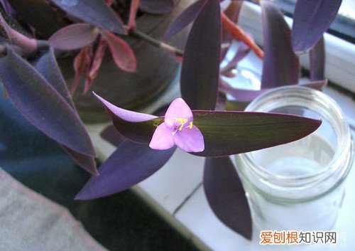 紫鸭拓草怎么种植 如何养护好紫鸭拓草