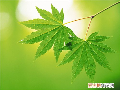 树叶的作用有哪些 植物叶子的功效介绍