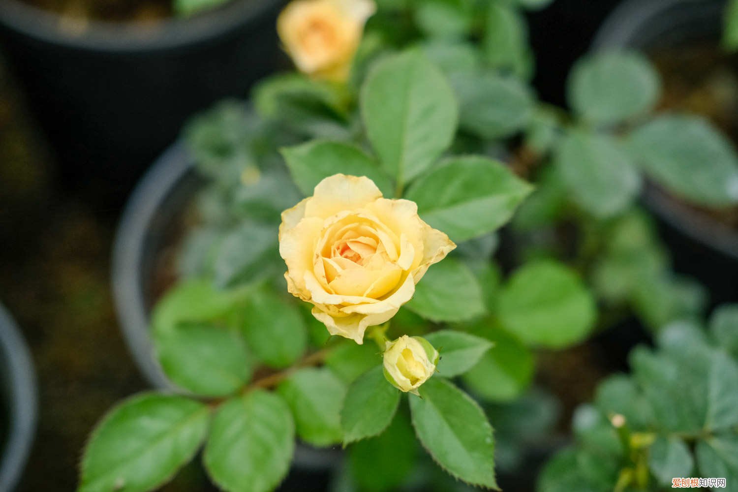 月季花冬天剪枝留嫩枝还是老枝 月季花冬天怎么剪枝