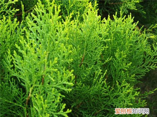 柏树价格市场上一般多少 常见柏树的种类及其介绍