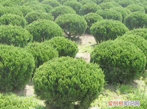 柏树价格市场上一般多少 常见柏树的种类及其介绍