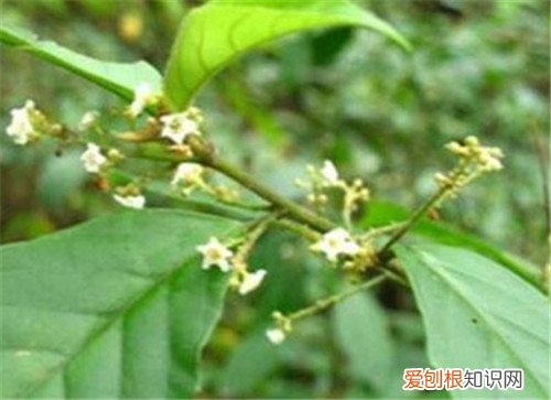 鲫鱼胆草可以用来做什么 哪些人要慎用鲫鱼胆草