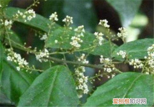 鲫鱼胆草可以用来做什么 哪些人要慎用鲫鱼胆草