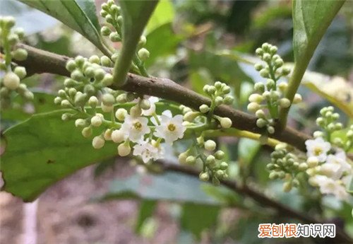 鲫鱼胆草可以用来做什么 哪些人要慎用鲫鱼胆草