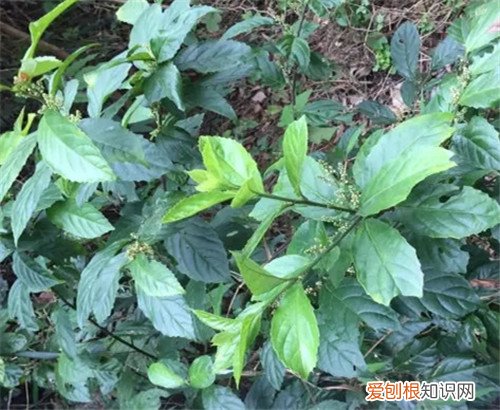 鲫鱼胆草可以用来做什么 哪些人要慎用鲫鱼胆草