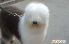 古牧犬怎么看纯不纯 古牧犬看纯不纯的方法