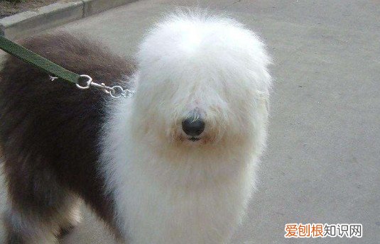古牧犬怎么看纯不纯 古牧犬看纯不纯的方法