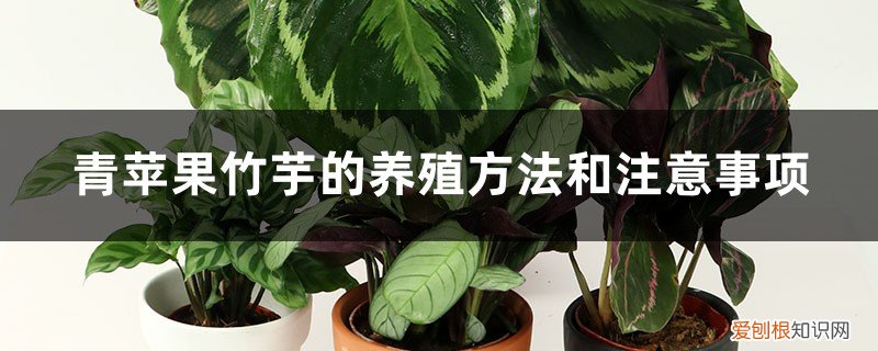 水培青苹果竹芋的养殖方法和注意事项 青苹果竹芋的养殖方法和注意事项