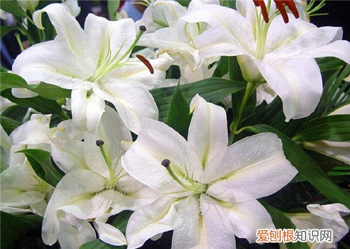 香水百合花语是什么 香水百合与普通百合的区别