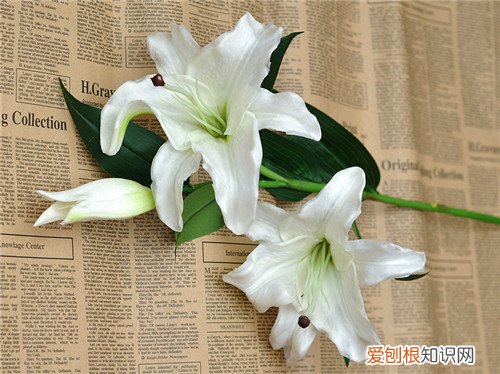 香水百合花语是什么 香水百合与普通百合的区别