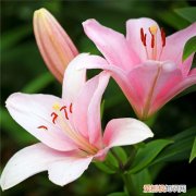 香水百合花语是什么 香水百合与普通百合的区别