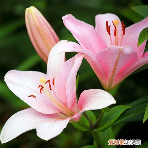 香水百合花语是什么 香水百合与普通百合的区别