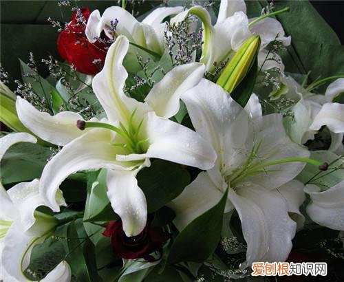 香水百合花语是什么 香水百合与普通百合的区别