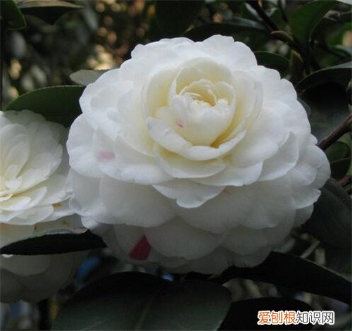 白茶花有什么功效 白茶花的花语是什么