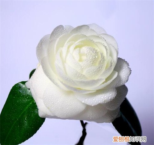 白茶花有什么功效 白茶花的花语是什么